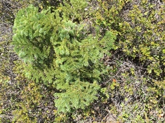 Abies magnifica shastensis