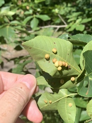 Caryomyia tuberculata