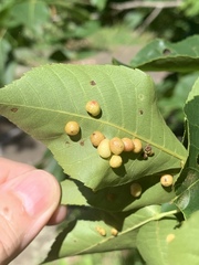 Caryomyia tuberculata