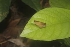 Synapte pecta