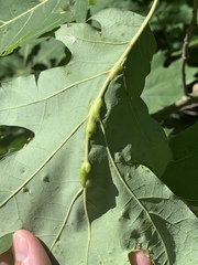 Melikaiella tumifica