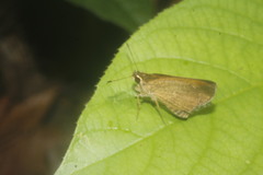 Synapte pecta