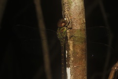 Triacanthagyna caribbea