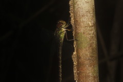 Triacanthagyna caribbea