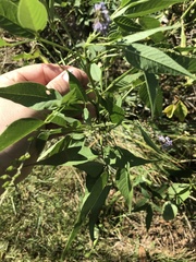 Orbexilum onobrychis