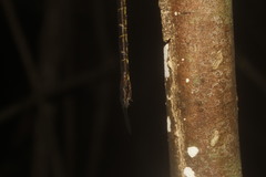 Triacanthagyna caribbea