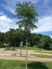 Gymnocladus