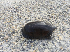 Kinosternon creaseri