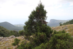 Juniperus foetidissima