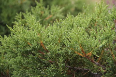 Juniperus foetidissima
