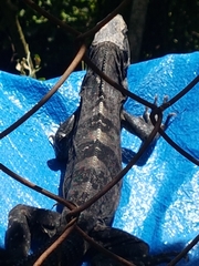 Ctenosaura similis