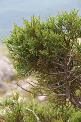 Juniperus foetidissima