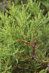Juniperus foetidissima