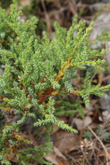 Juniperus foetidissima