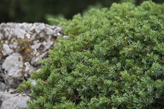 Juniperus communis hemisphaerica