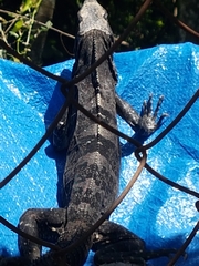 Ctenosaura similis