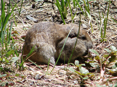 Thomomys monticola