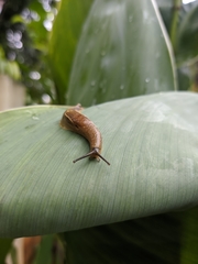 Helicarionoidea