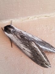 Sphinx perelegans