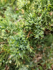 Juniperus foetidissima