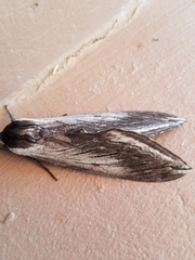 Sphinx perelegans
