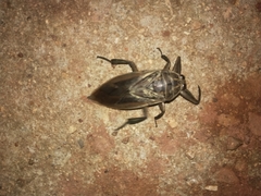 Lethocerus indicus