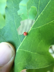 Zopheroteras sphaerula