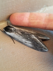 Sphinx perelegans