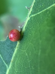 Zopheroteras sphaerula