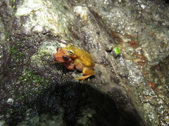 Exerodonta smaragdina