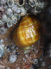 Nucella lamellosa