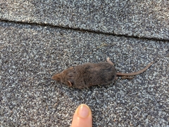 Sorex vagrans