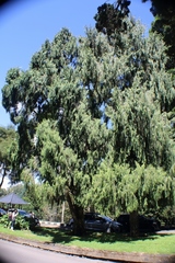 Cupressus pendula