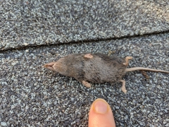 Sorex vagrans