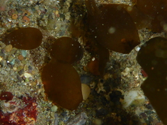 Derbesia marina