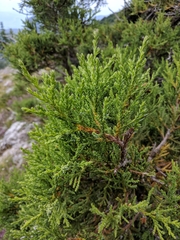 Juniperus foetidissima