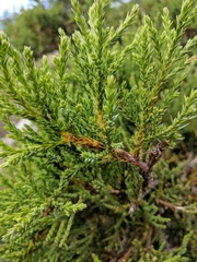 Juniperus foetidissima