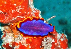 Pseudoceros ferrugineus