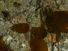 Derbesia marina