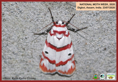 Cyana perornata