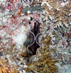 Pseudobiceros hancockanus