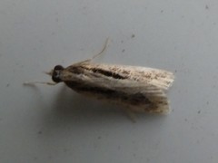 Eudonia steropaea