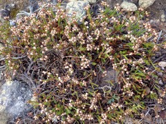 Ericeae