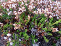 Ericeae