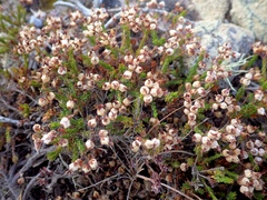 Ericeae