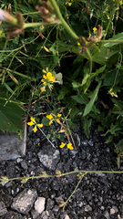 Lotus corniculatus