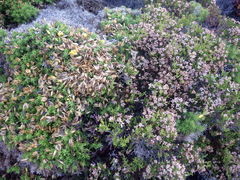 Ericeae