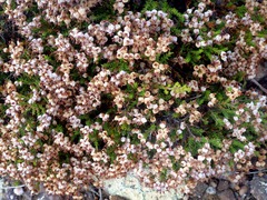 Ericeae
