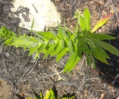 Symphyotrichum novae-angliae