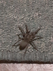 Chaetopelma olivaceum